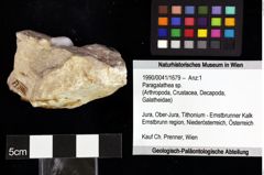Foto (Objket + Etiketten) von Cycloprosopon sp. 